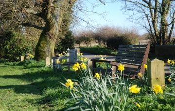 Seats and daffodils on village green