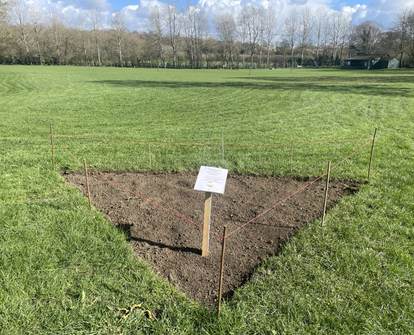 IMG 5501 WILD FLOWER PROJECT