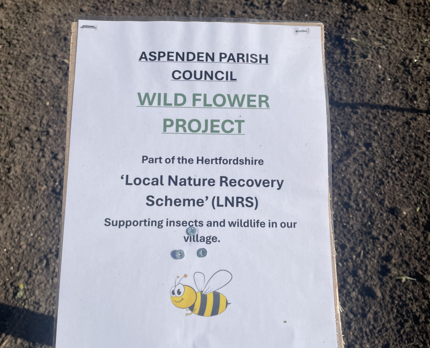 IMG 5502 WILD FLOWER PROJECT