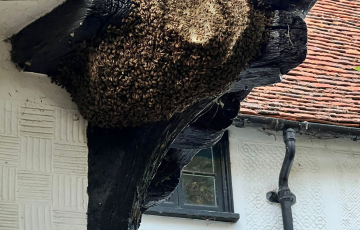 BEES NEST