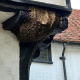BEES NEST