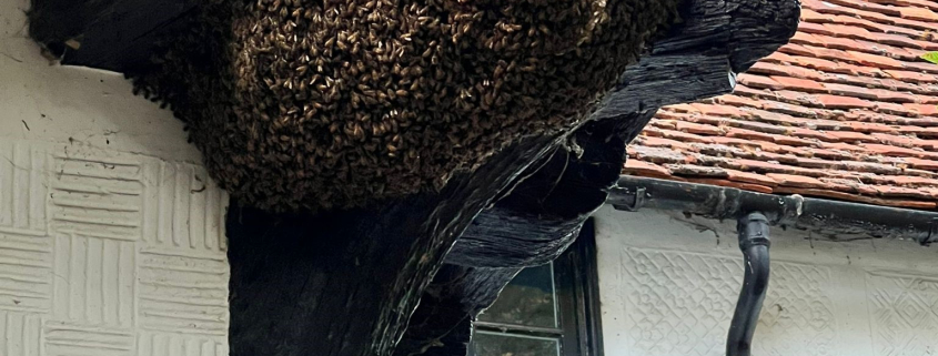 BEES NEST
